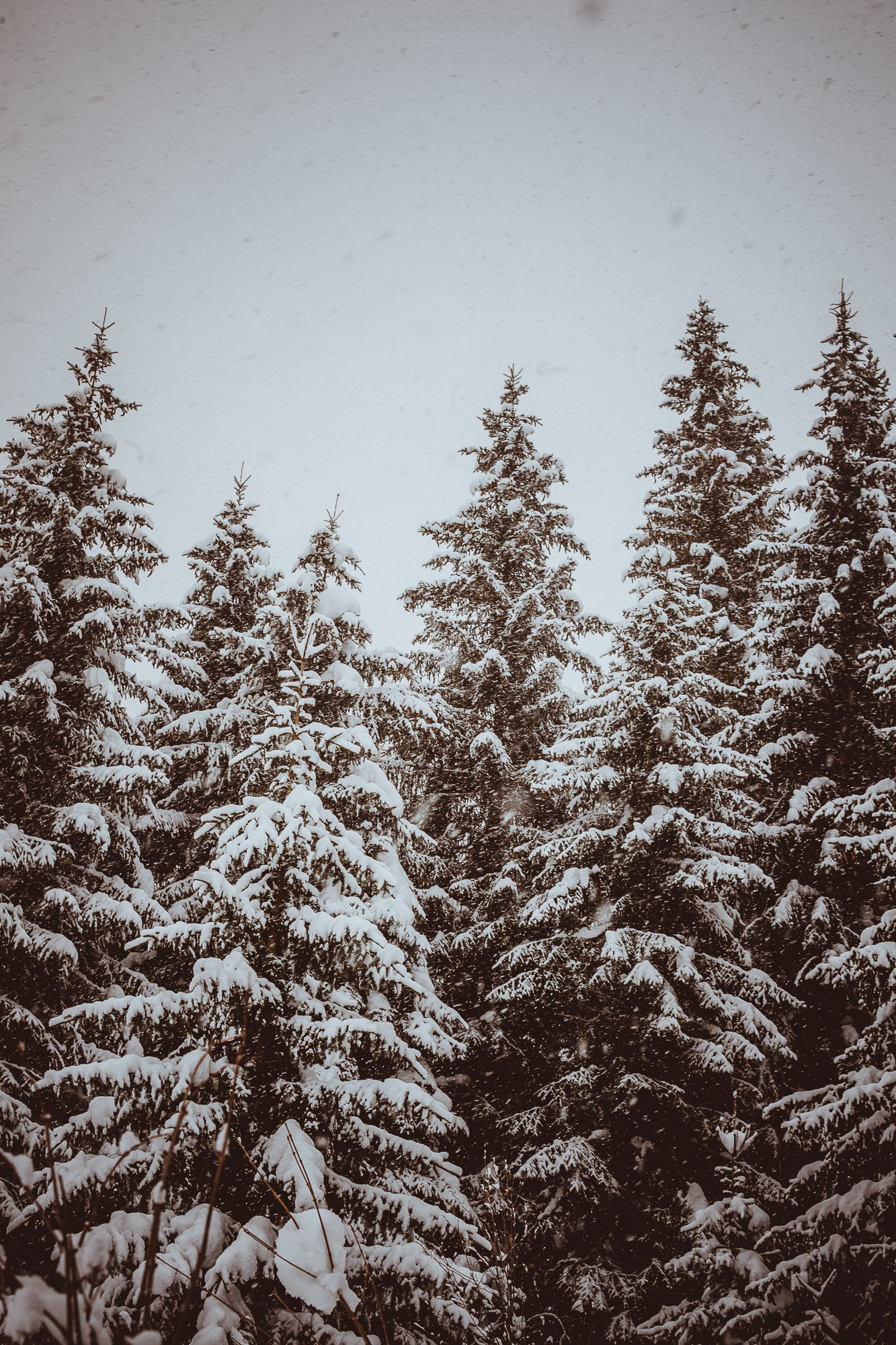 Export x3 1DX29292 Verlobungsfotoshooting 2018 Anna & Dominik